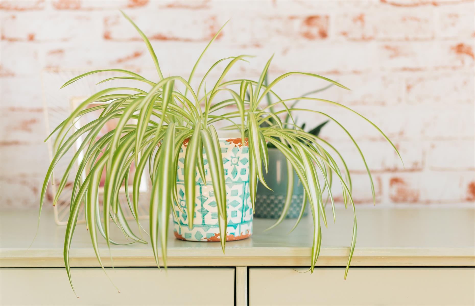 Safe swap: spider plant (Chlorophytum comosum)